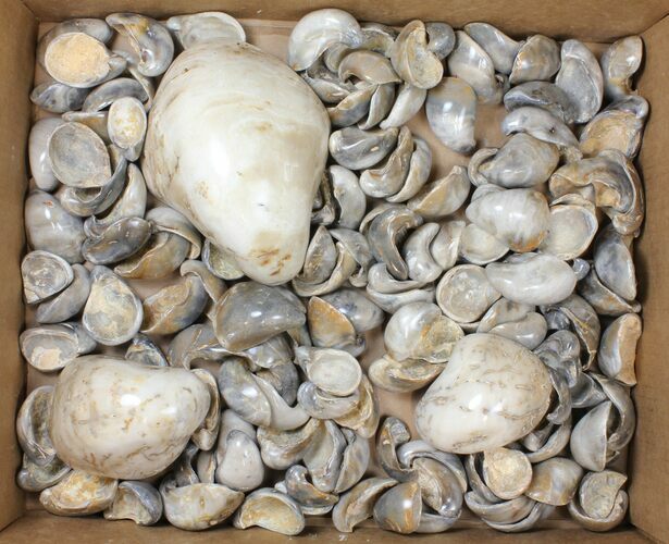 Lot: Polished, Fossil Oyster Shells - ~ Pieces #133812